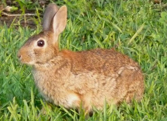 CottontailRabbit-e1478014720720